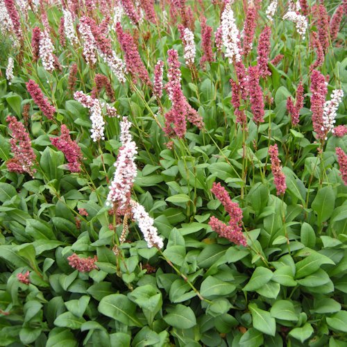 PERSICARIA affinis
