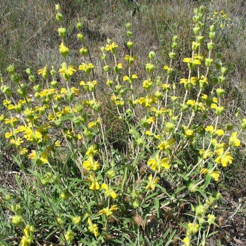 PHLOMIS lychnitis