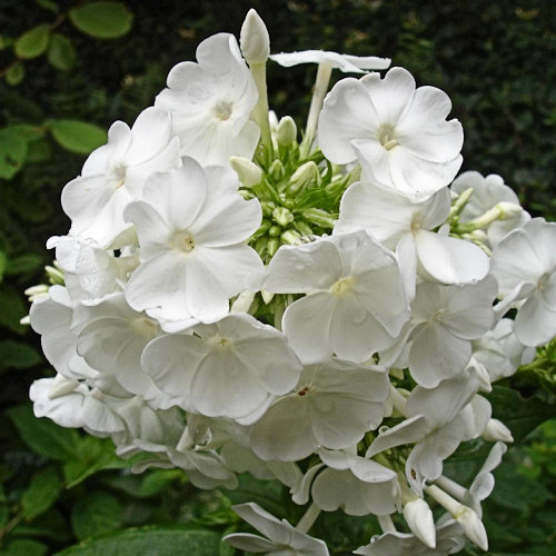 PHLOX 'Blanc ?' (Paniculata Group)