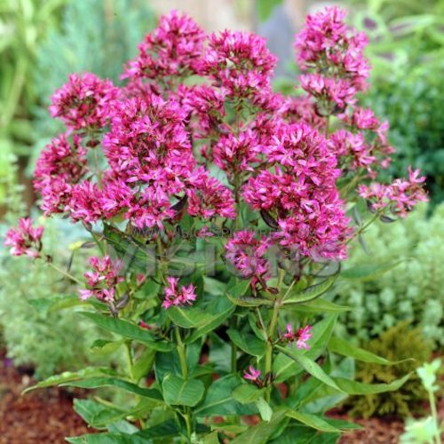 PHLOX 'Fancy Feeling' (Paniculata Group)