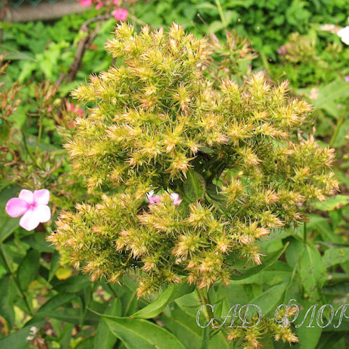 PHLOX 'Pleasant Feeling' (Paniculata Group)