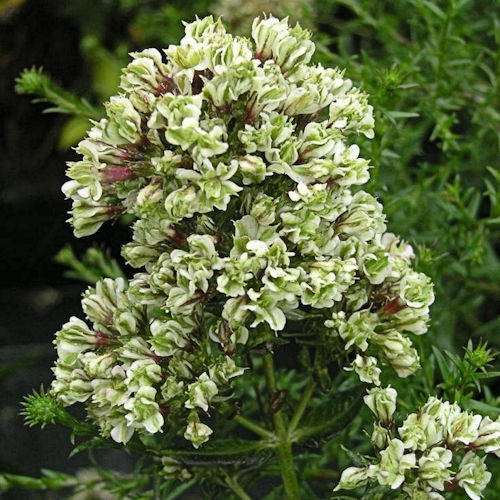 PHLOX 'Pure Feeling' (Paniculata Group)