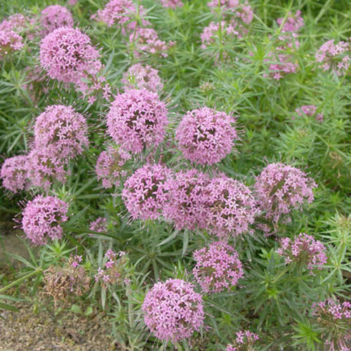 PHUOPSIS stylosa