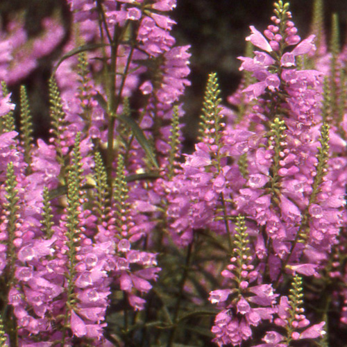 PHYSOSTEGIA virginiana 'Bouquet Rose'