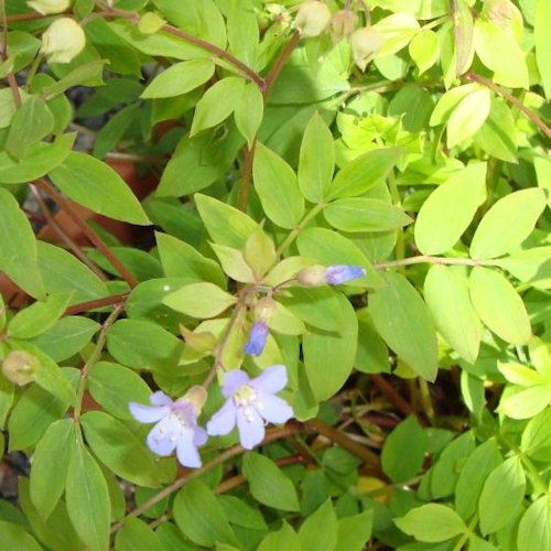 POLEMONIUM reptans 'Nain Bleu'