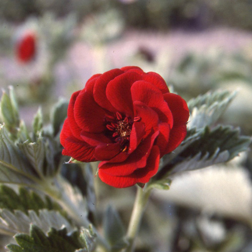 POTENTILLA 'Monsieur Rouillard'