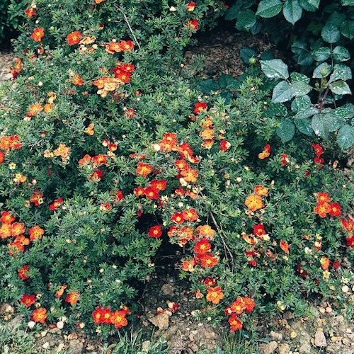 POTENTILLA fruticosa 'Red Ace'