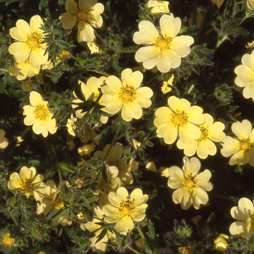 POTENTILLA recta