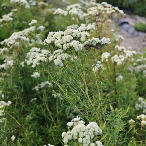 PYCNANTHEMUM flexuosum