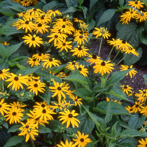 RUDBECKIA fulgida 'Goldsturm' (sullivantii)
