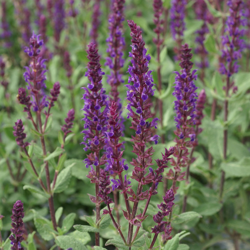 SALVIA nemorosa 'Caradonna'