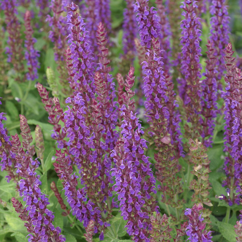 SALVIA nemorosa 'Ostfriesland'