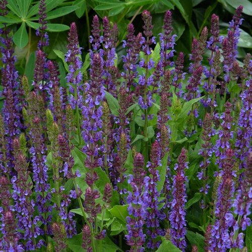 SALVIA nemorosa 'Suberba'