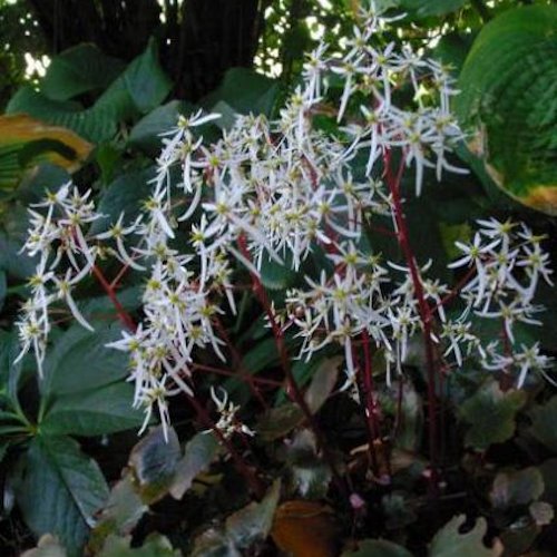 SAXIFRAGA fortunei 'Rubrifolia'
