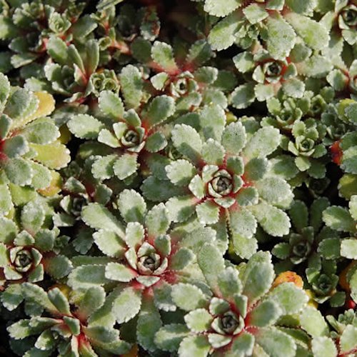 SAXIFRAGA x 'Whitehill'