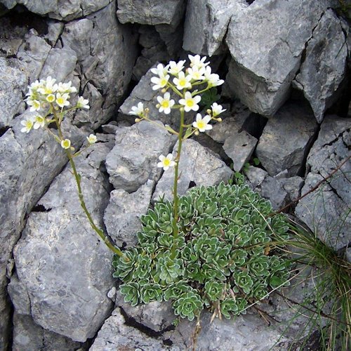 SAXIFRAGA paniculata var. brevifolia ('Minor')