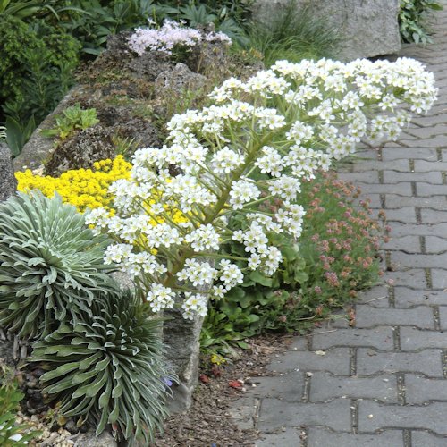 SAXIFRAGA longifolia