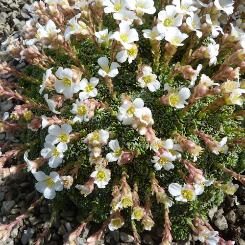 SAXIFRAGA marginata var. rocheliana