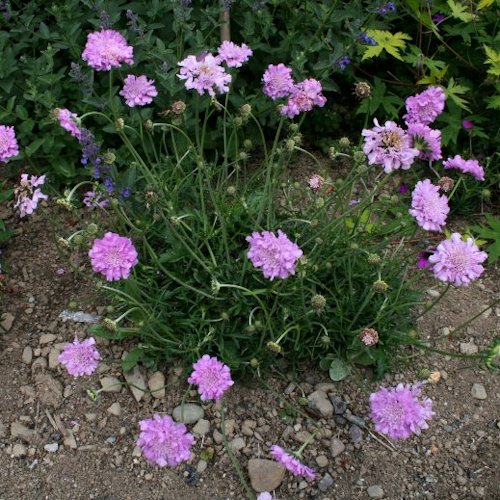 SCABIOSA columbaria 'Pink Mist'