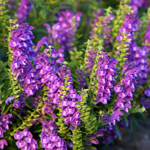 SCUTELLARIA suffrutescens