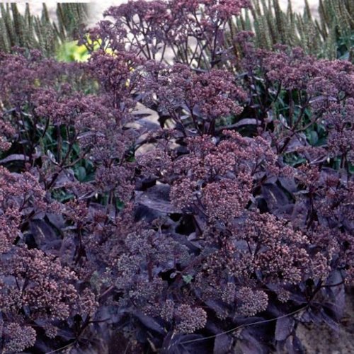 SEDUM spectabile 'Black Jack'