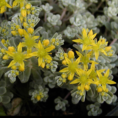 SEDUM spathulifolium 'Cape Blanco'