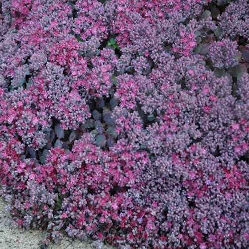SEDUM cauticola 'Lidakense'