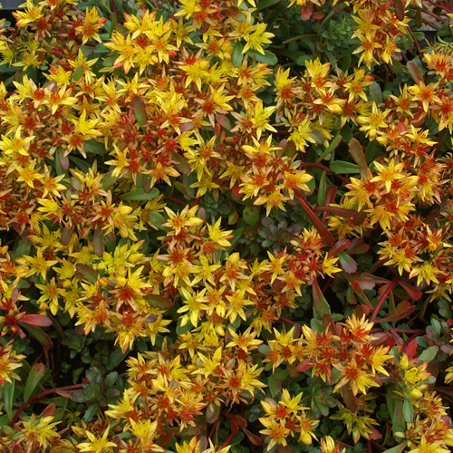 SEDUM floriferum 'Weihenstephaner Gold'
