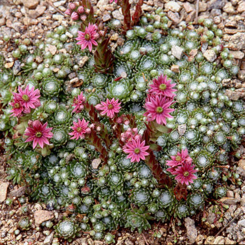SEMPERVIVUM arachnoideum