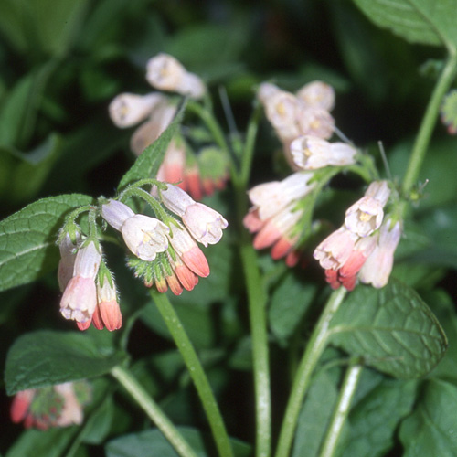 SYMPHYTUM grandiflorum 'Hidcote Pink'