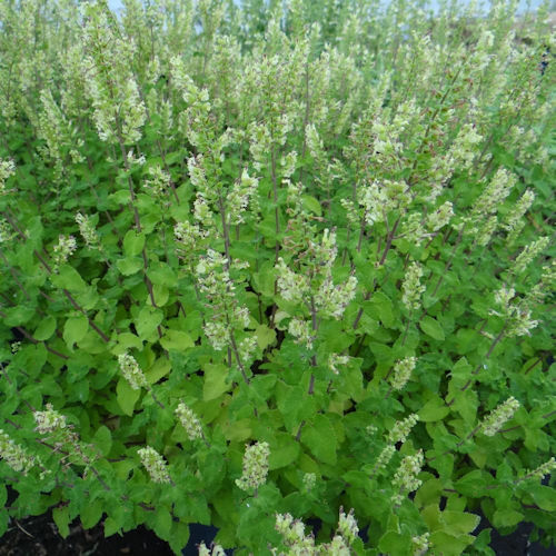 TEUCRIUM scorodonia 'Crispum'