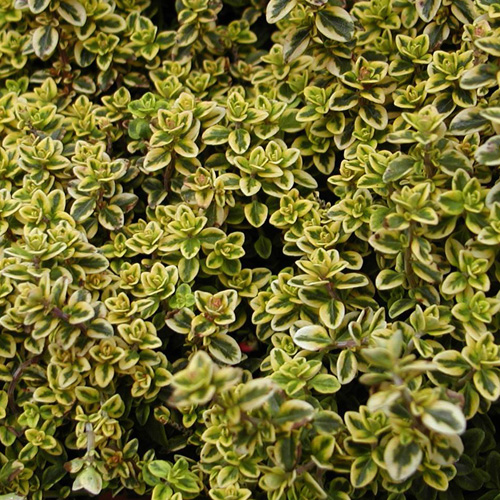 THYMUS citriodorus 'Aureus'
