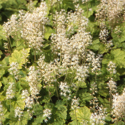 TIARELLA cordifolia