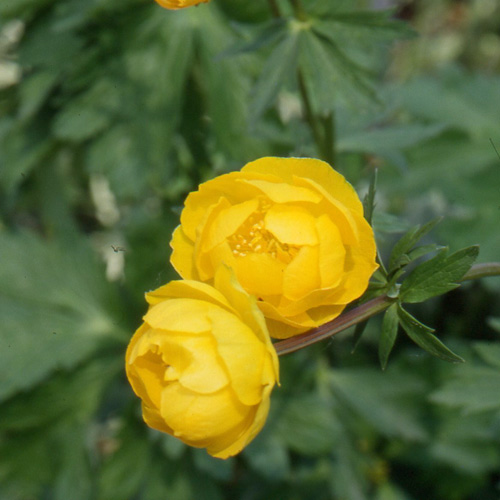 TROLLIUS 'Canary Bird'