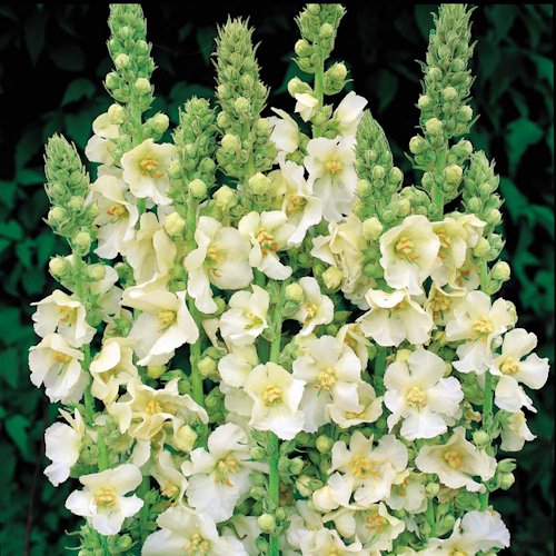 VERBASCUM 'Snow Maiden'
