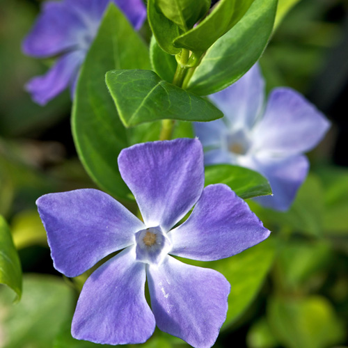 VINCA major