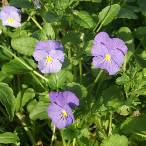 VIOLA 'Azurella'