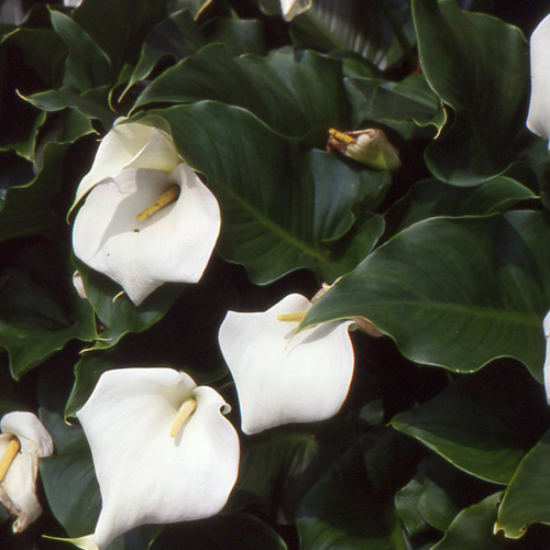 ZANTEDESCHIA aethiopica 'Crowborough'